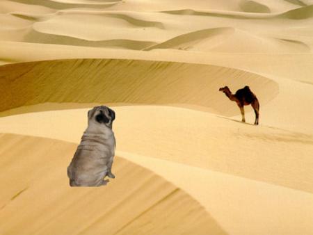 Desert.
